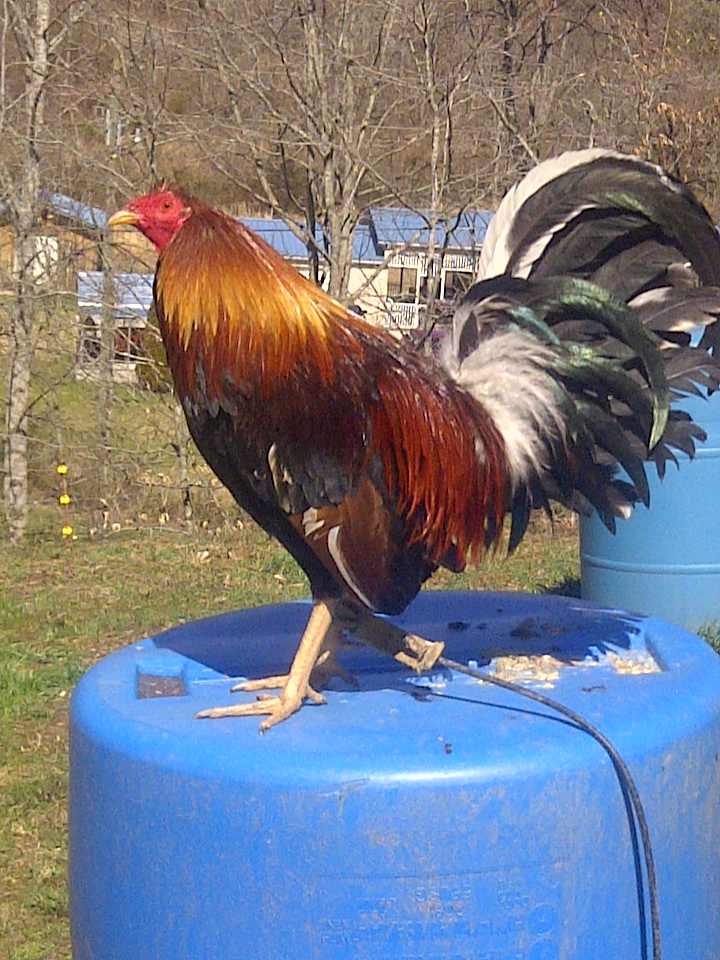 Keeping Chickens American Gamefowl