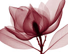 radiografía de una flor de magnolia