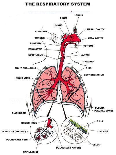 Respiratory System | General Knowledge
