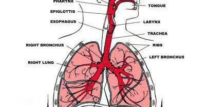 Respiratory System | General Knowledge