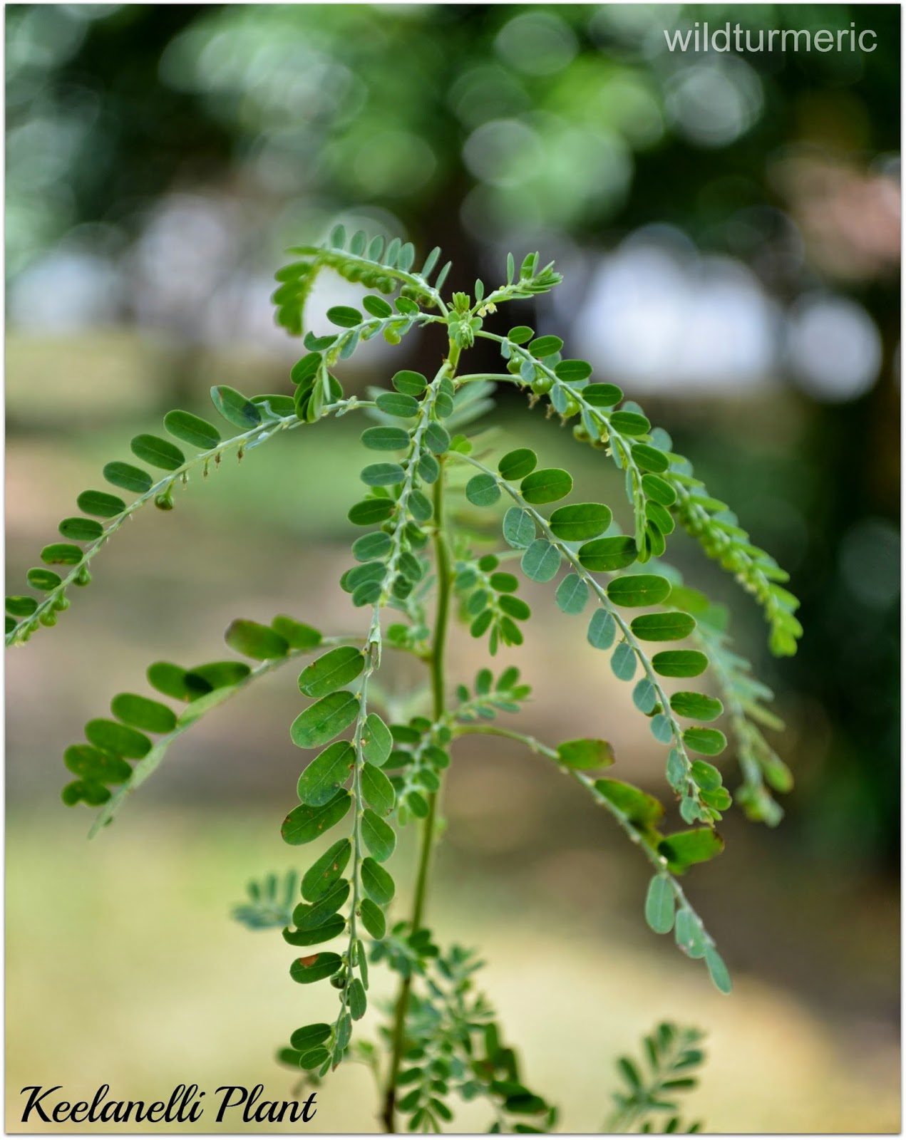 Keelanelli Health Benefits &amp; Medicinal Uses Cure For One