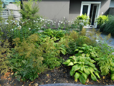 Honorine Jobert Japanese anemone x hybrida by garden muses-not another Toronto gardening blog Honorine Jobert Japanese anemone x hybrida by garden muses-not another Toronto gardening blog