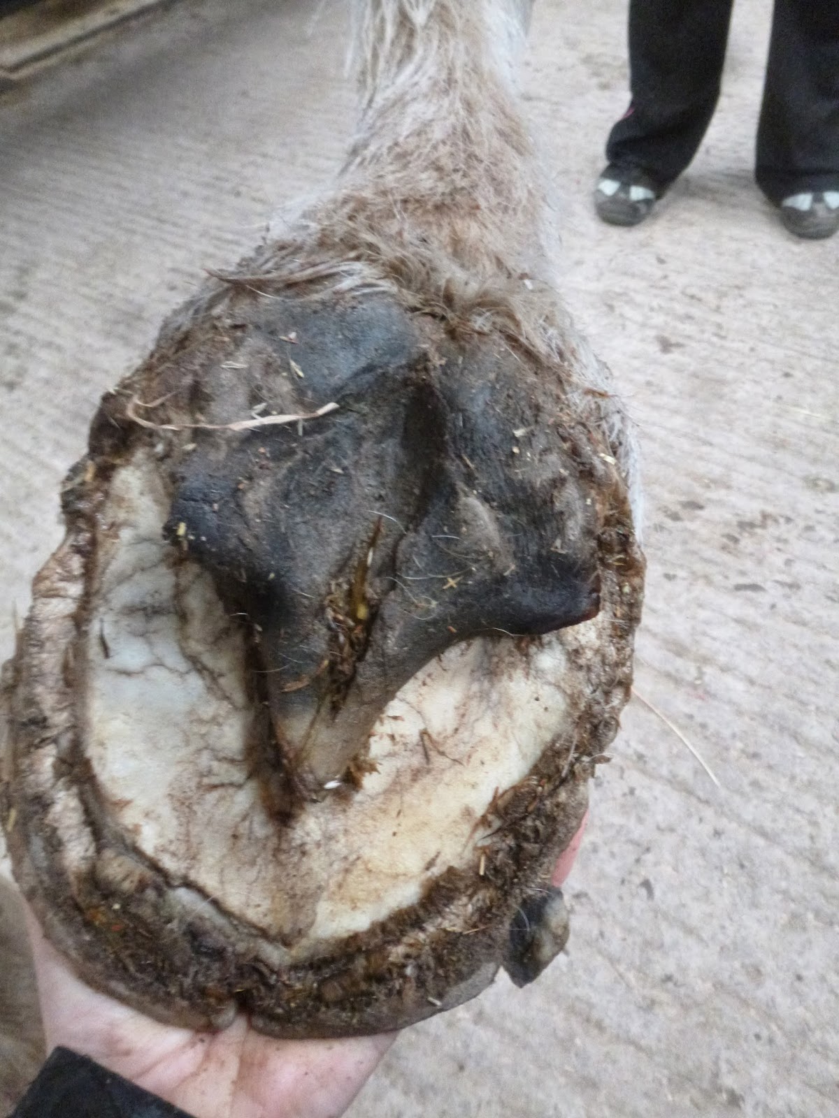 Rockley Farm The horse is the best trimmer