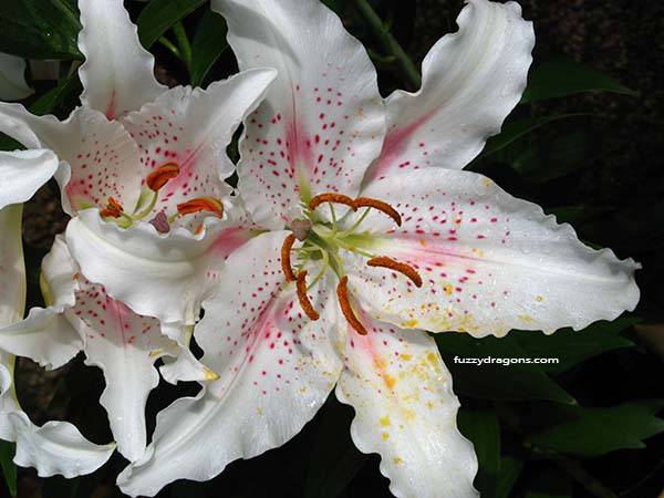 White Lilies Photo