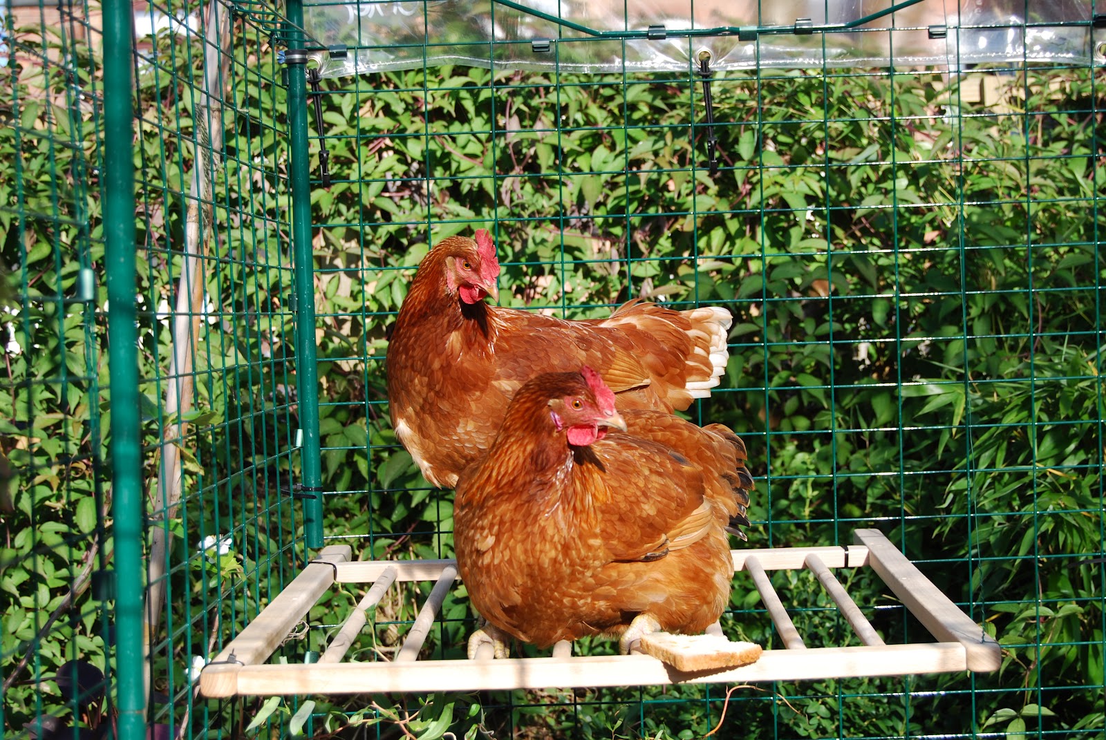 Beagle's Blog New chickens and new jungle gym!