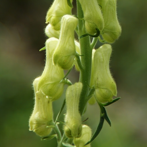 http://wild-flowers-of-europe.blogspot.nl/2014/09/aconitum-vulparia-subsp-neapolitanum.html