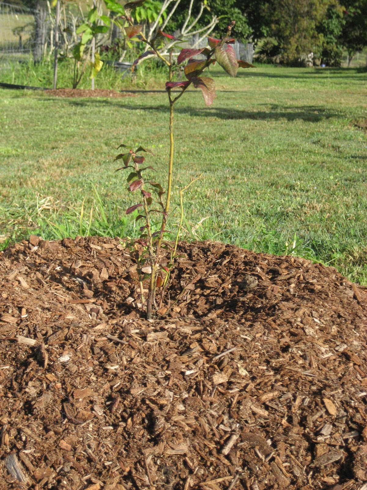 Life at Arbordale Farm Saving Plants from Drowning