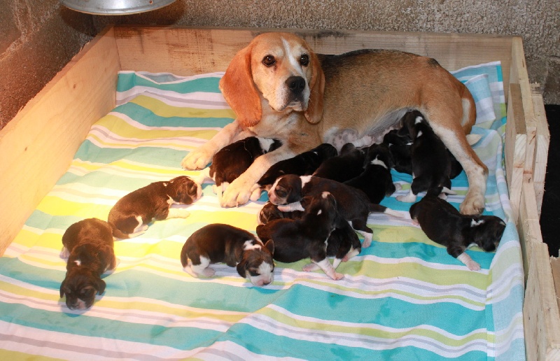 Association G.A.L.A Nos Actions Vente de chiots par particuliers LA LOI