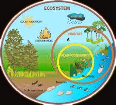 The World: Our ecosystem