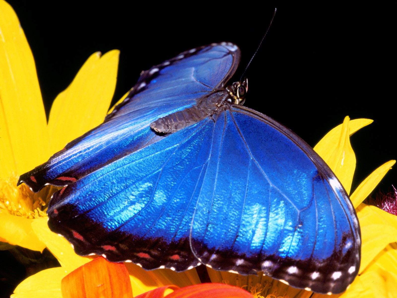 blue morpho butterfly wallpaper hd high resolution backgrounds hd with 