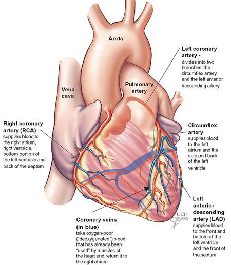 Coronary Vasculature