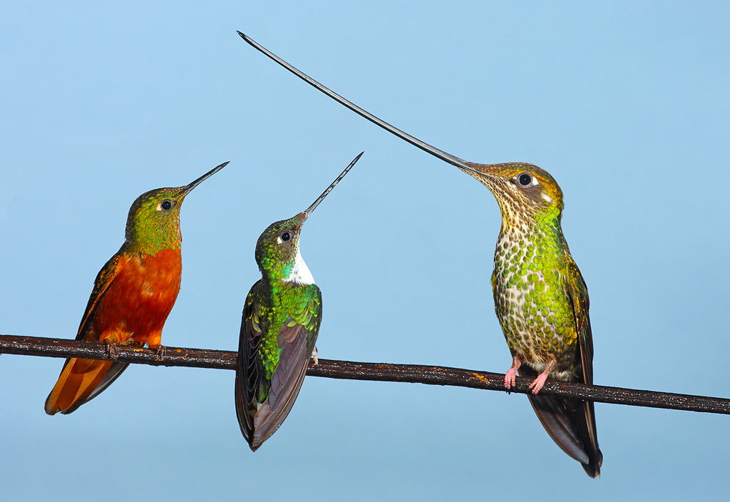 Top Flight Nature Photography Hummingbirds of Ecuador (part 1)