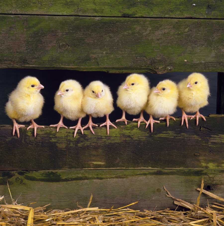 Two Men and a Little Farm BABY CHICKS RANDOM FARM CUTENESS