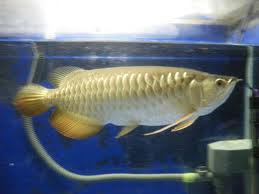 Komunitas Penyuluh Perikanan Penanganan Hama Dan Penyakit Ikan Arwana