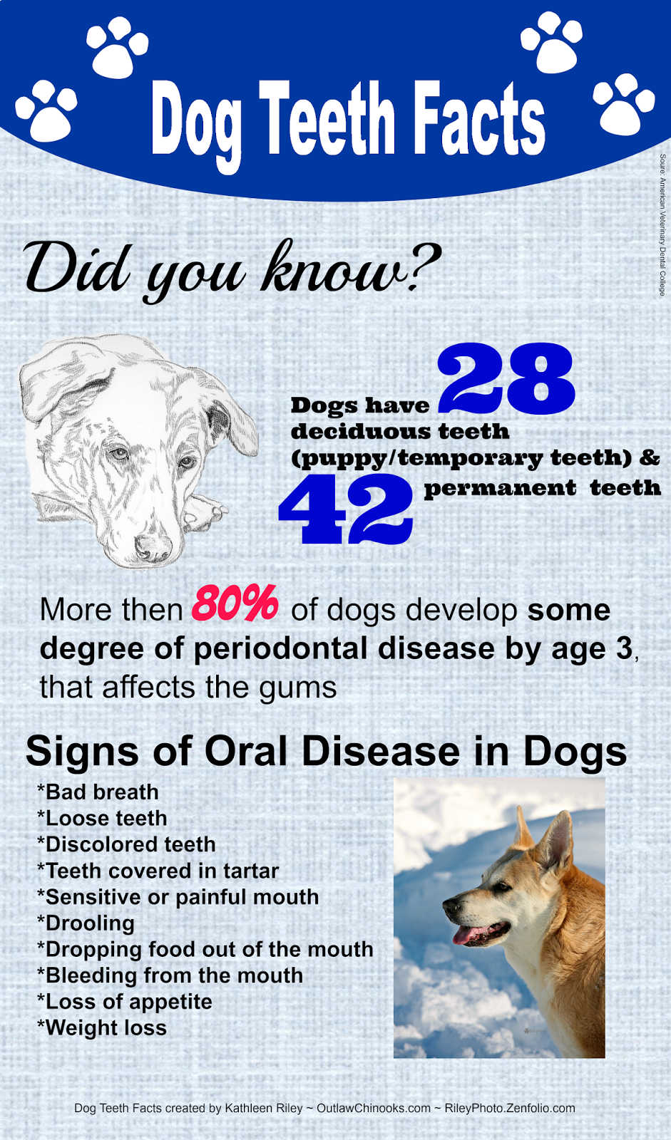 Riley Rants Licking Calcutta Dog teeth facts infographic
