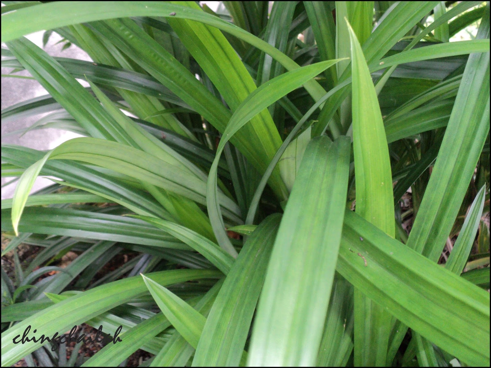 Simple Living In Nancy GROWING PANDAN (SCREWPINE) LEAVES AND ITS MEDICINAL USES