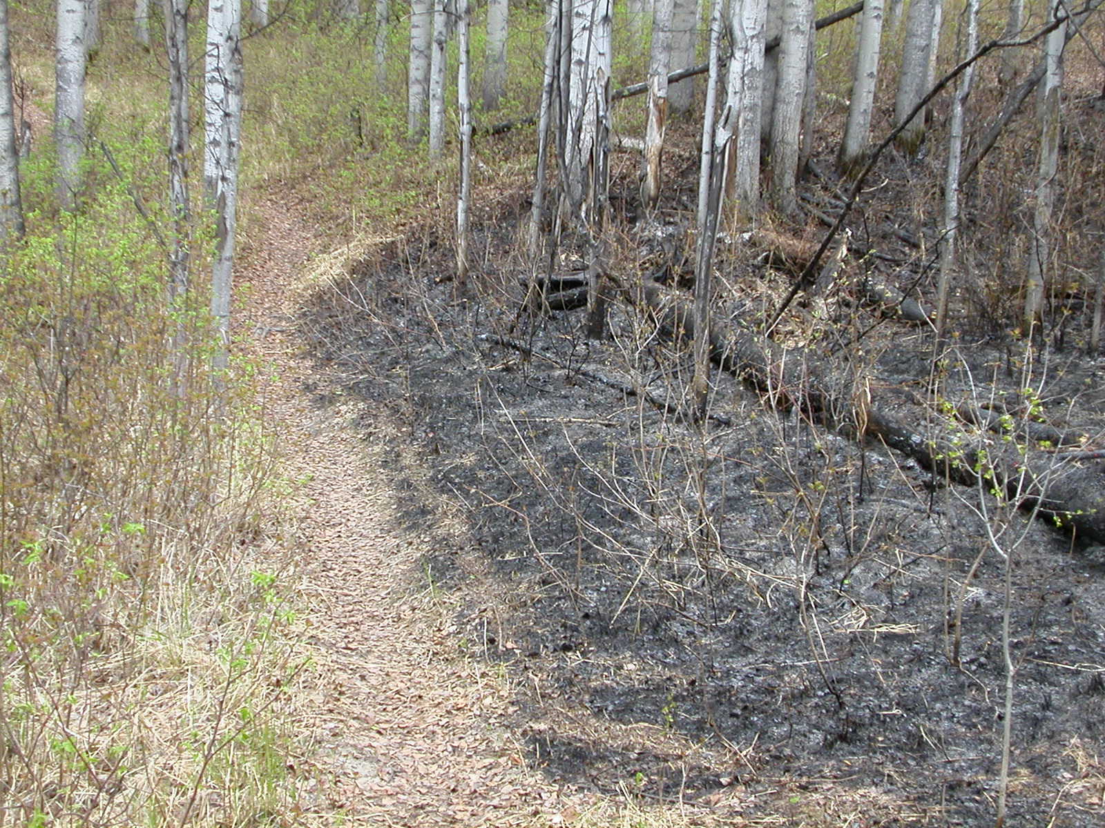 PROJECT MAYHEM: April 2012