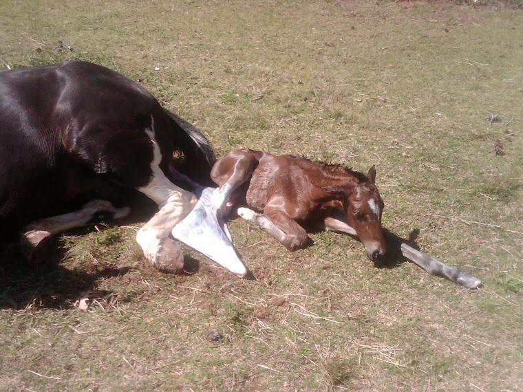 New born foal
