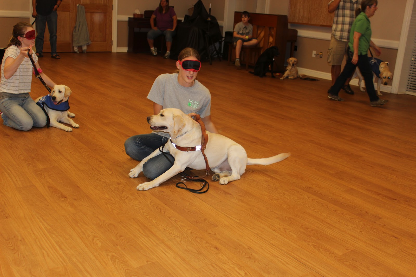Brandon's life... as a guide dog in training Harness Every Moment