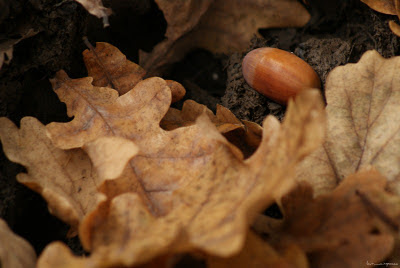 poze_toamna_autumn_l'automne_Herbst_otoño_ősz_φθινόπωρο_imagini