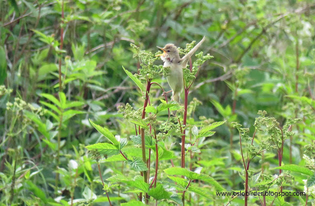 Lapwings close to fledging marsh%2Bwarbler%2BIMG 5130%2Bcopy