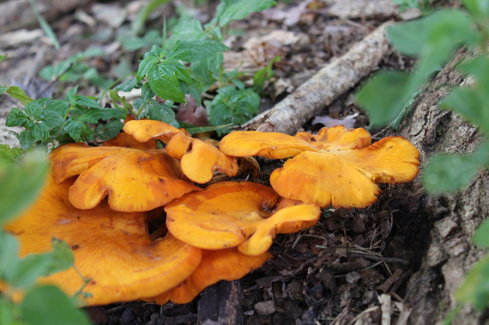 At the Butterfly Ball Mushrooms and Acorns