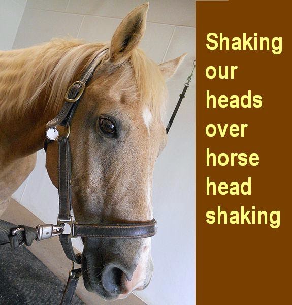 The Mane Point Shaking our heads over horse head shaking