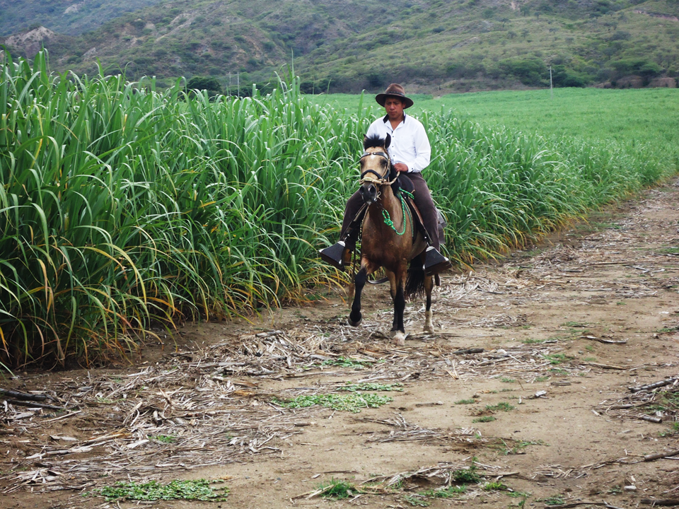 WM Guayabo Negro