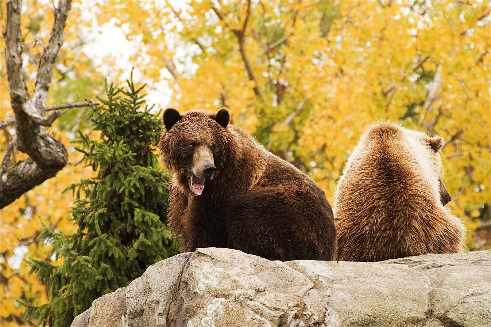 Dave Zosel's Minnesota Nature Photography Yawners
