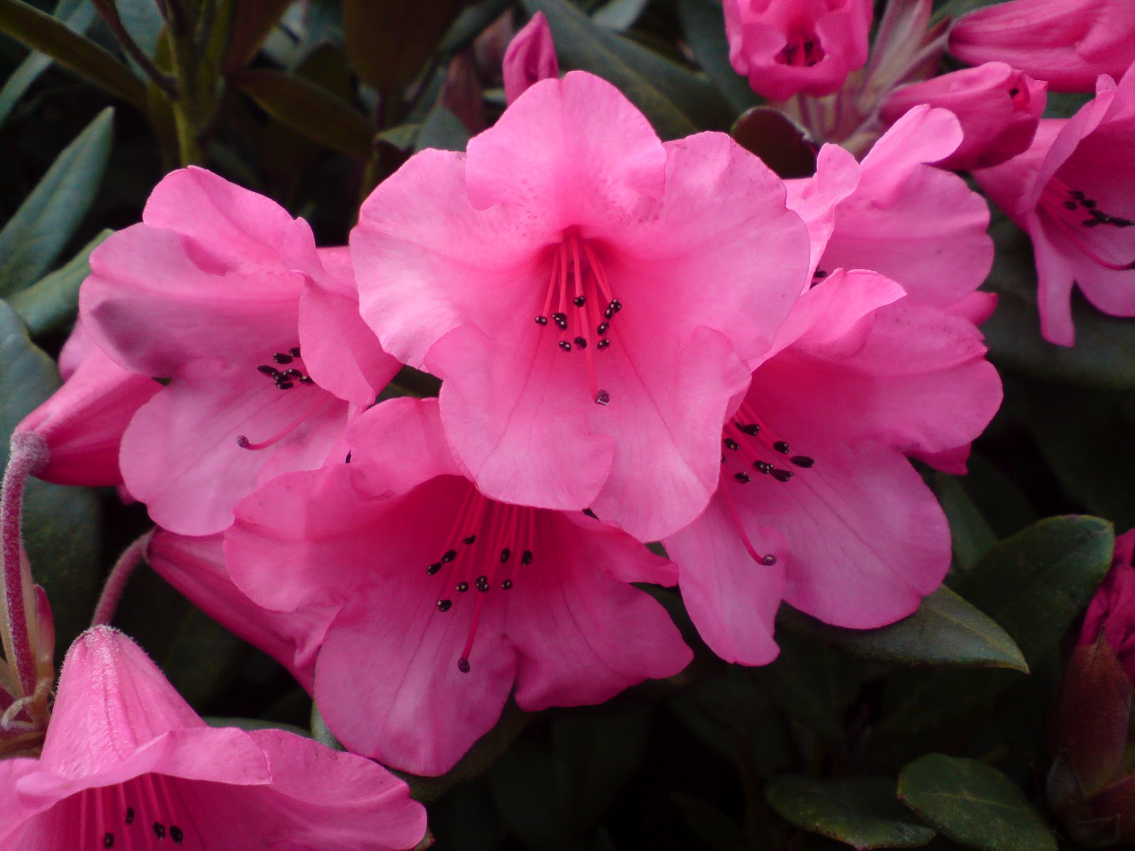 From Roses To Rainbows The Stately Rhododendron