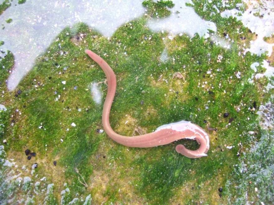 OUT ON YE! LEECH ON THE BEACH