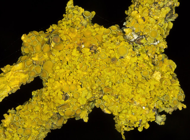 Xanthoria polycarpa. Orpington Field Club outing to Blackbush Shaw, Cudham, on 19 November 2011. Xanthoria polycarpa. Orpington Field Club outing to Blackbush Shaw, Cudham, on 19 November 2011.