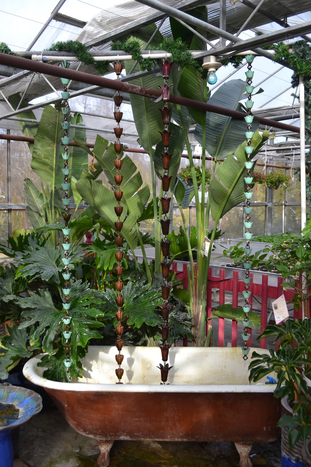 The Outlaw Gardener A Winter Visit to Alpine Nursery