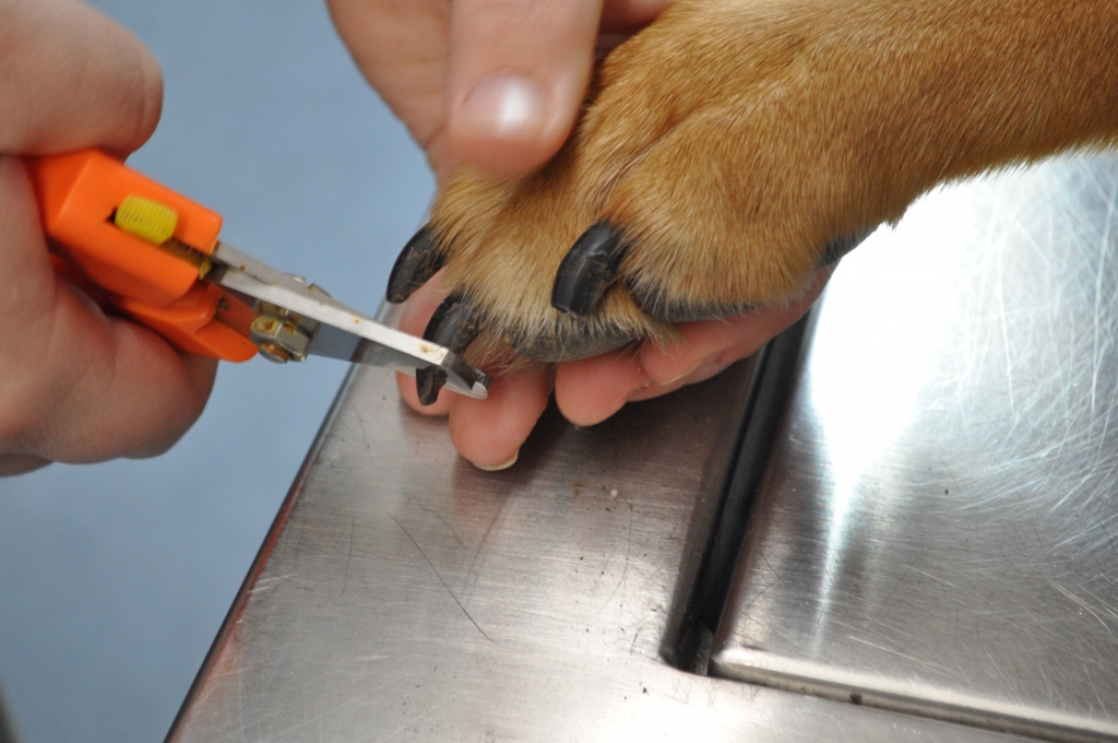 How To Calm Dog While Trimming Nails at Christopher Garcia blog