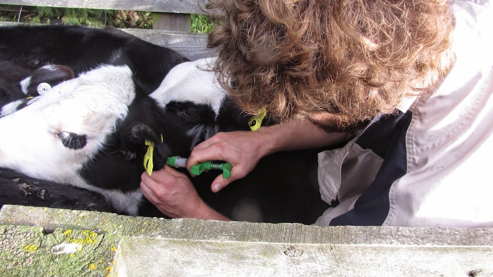 subcutaneous shots young steers wwoof workway new zealand