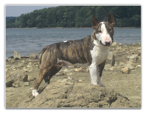 Australian Bull Terrier