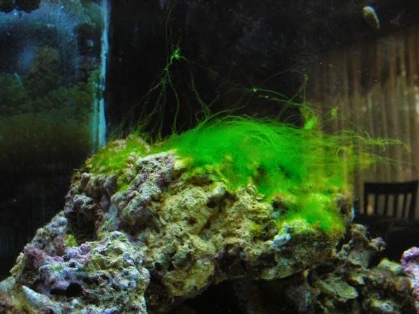 Miss Salt Tease : Got Hair? Hair Algae I mean.. how to keep it out of your  tank and How to get RID of it!