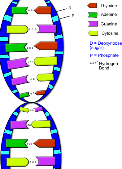 biology september 2014 protein content comparison chart