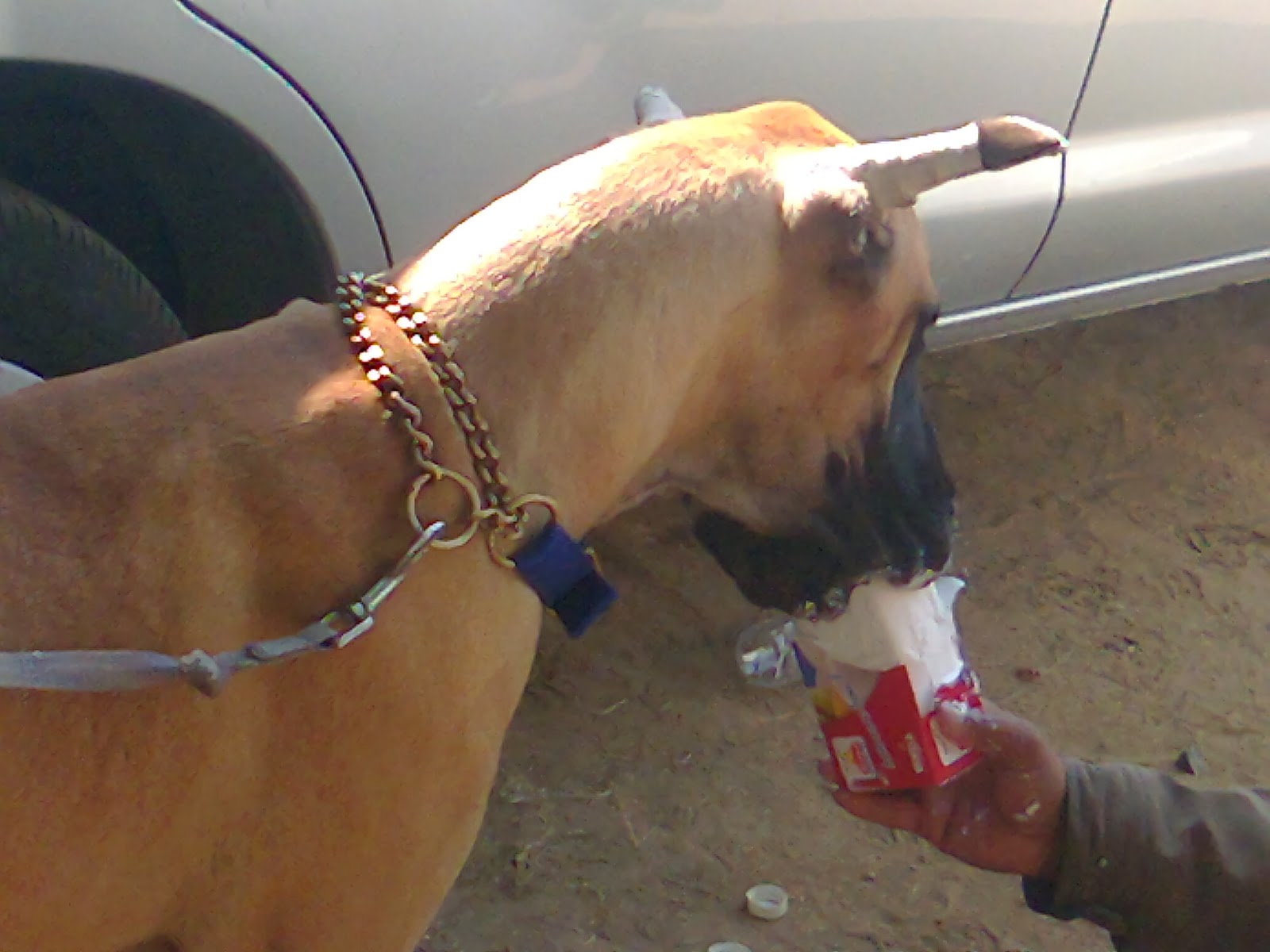 Pet Shop Ahmedabad dog show ahmedabad 2014
