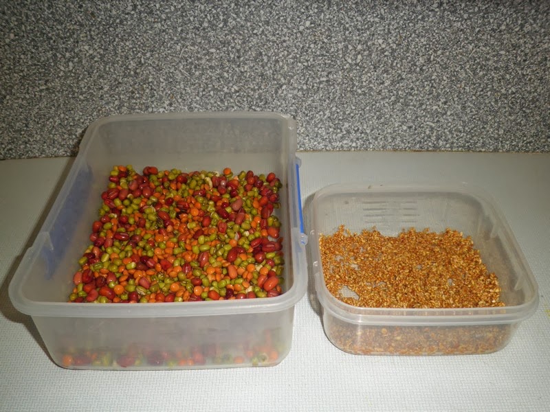 The World Cheapest SuperFood - Sprouts 9 The World Cheapest SuperFood - Sprouts