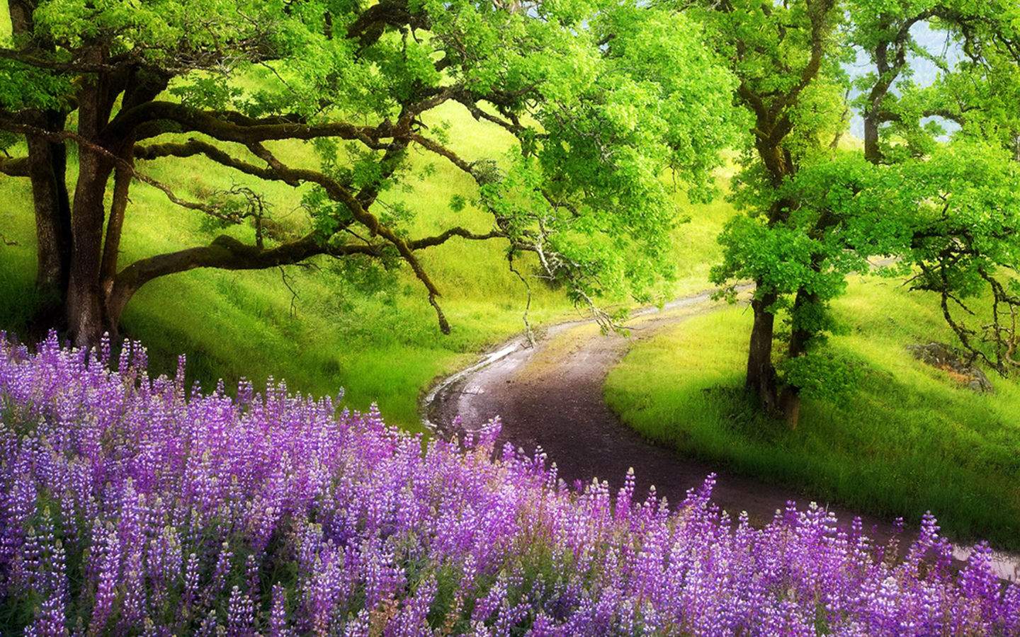 picture of landscape Desktop Flower Landscapes | 1440 x 900