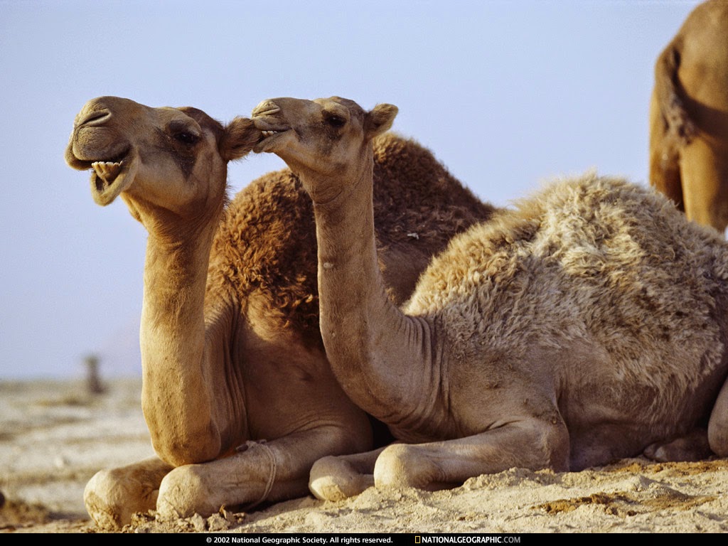 camel-bite-430790-lw.jpg