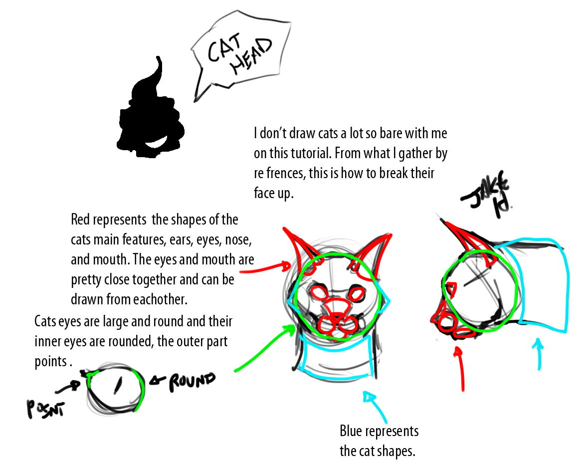 cat head pictures