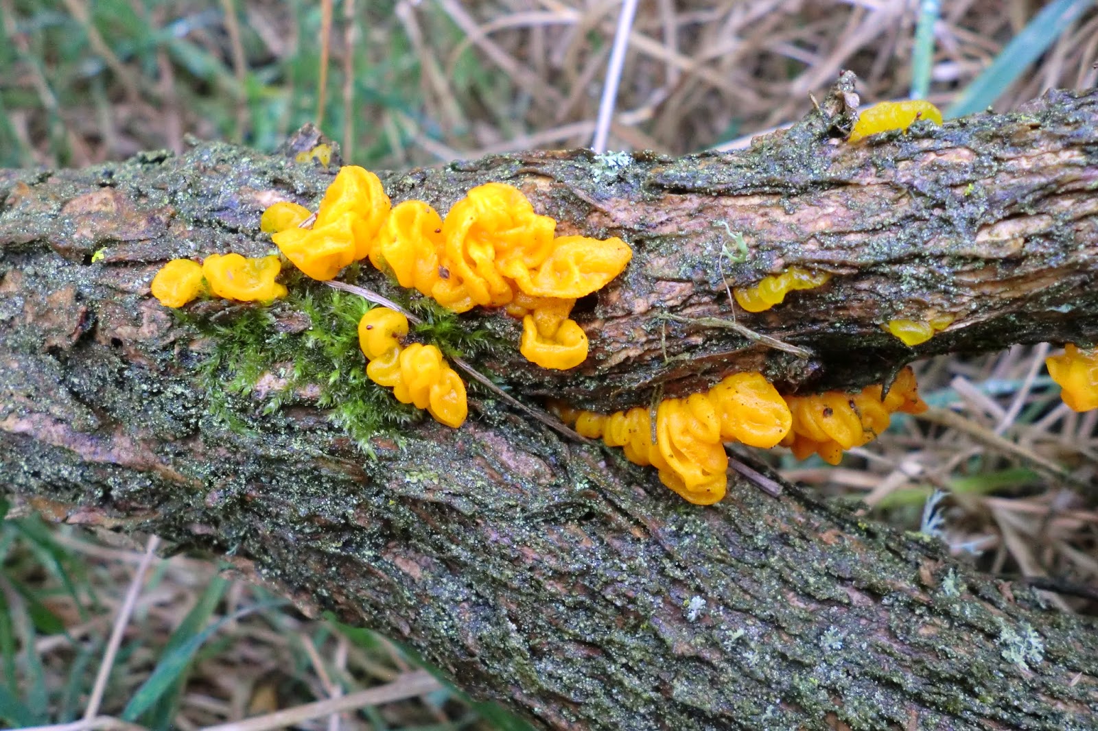 yellow-fungus-disease-bearded-dragon-4