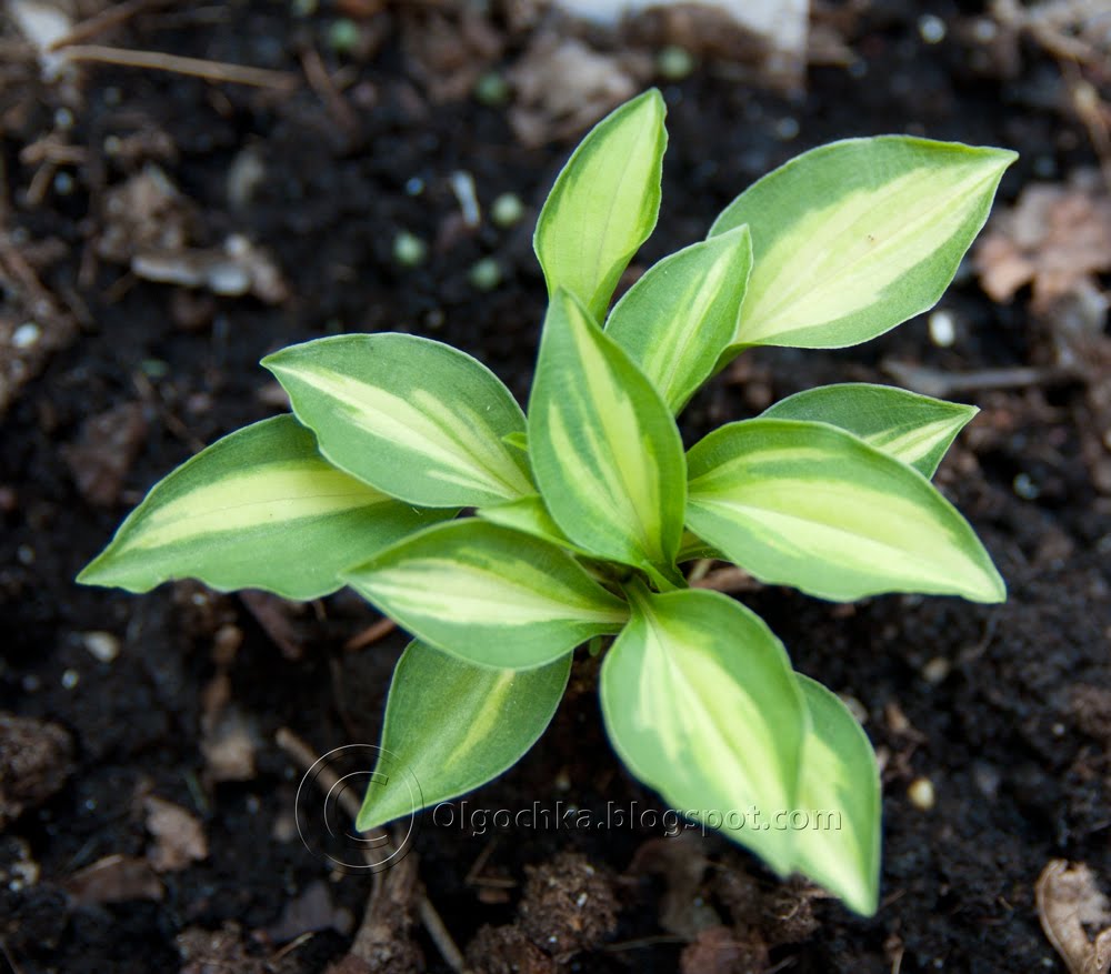 Olga's Hosta Cat's Eye