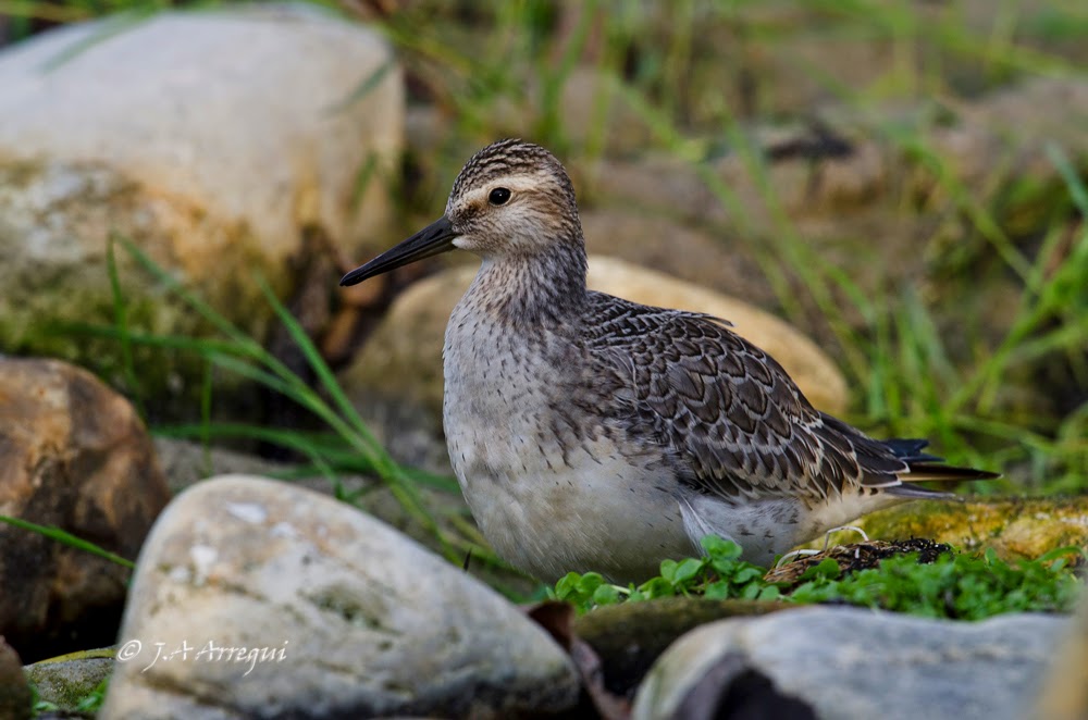 Correlimos gordo, Calidris canutus, Red Knot Correlimos gordo, Calidris canutus, Red Knot