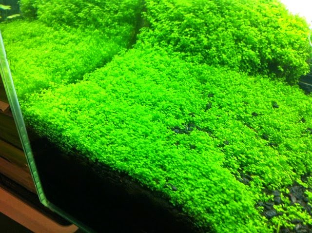 joe s aquaworld for