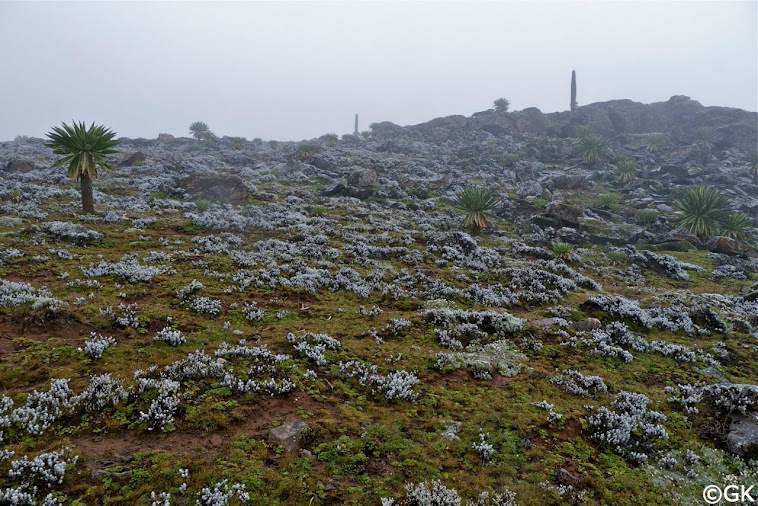 Senati-Plateau im Bale-Mountains-Nationalpark, ca. 420 km südlich von Addis Abeba