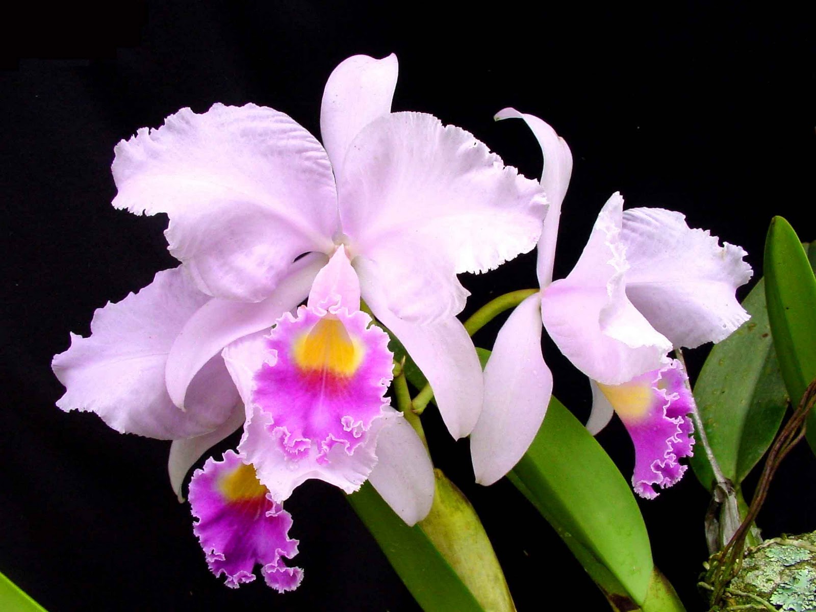 Flor Nacional de Colombia (Orquídea)