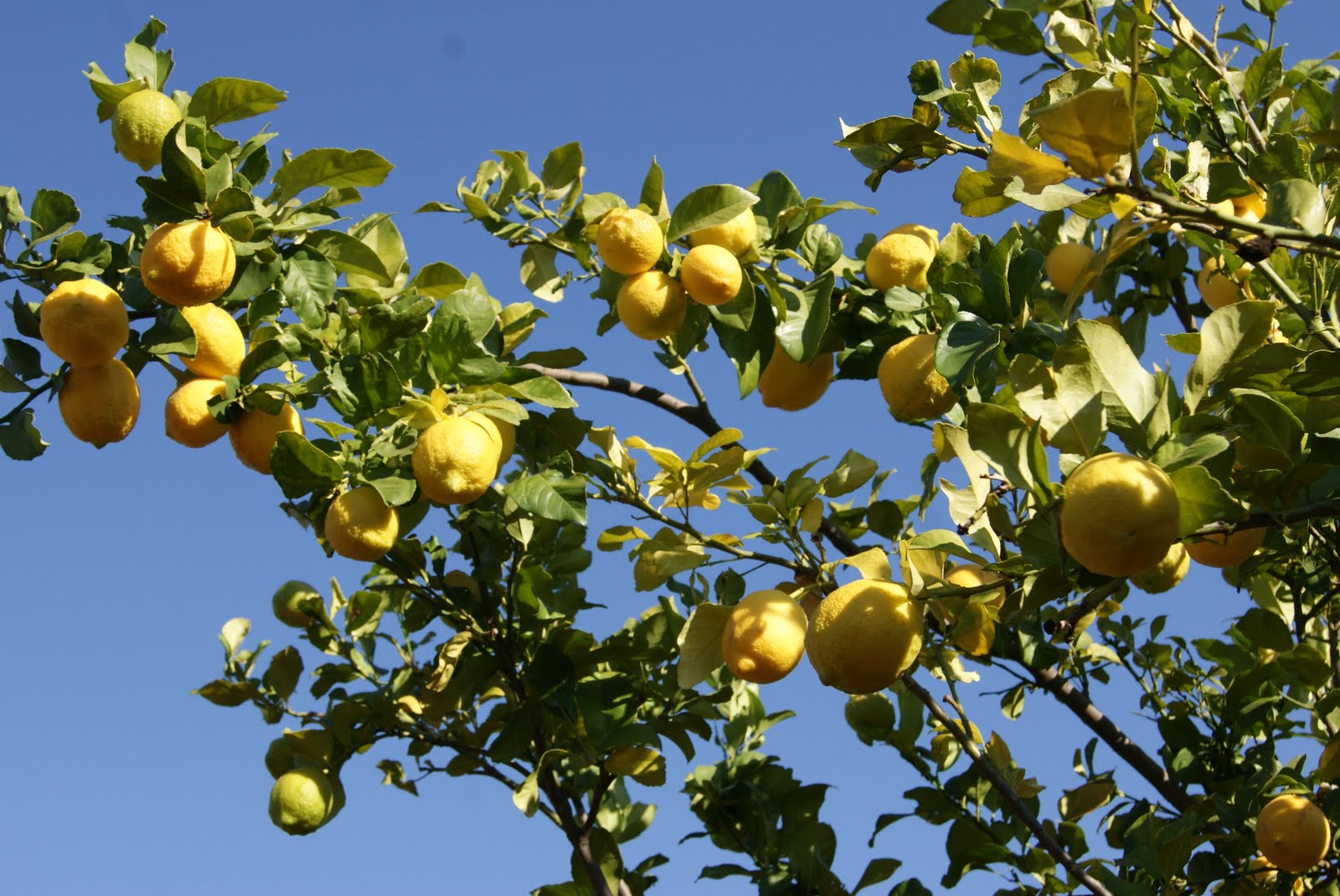 Under the Marula Tree Citrus Time